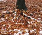 Листья и снег